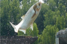 一万块钱能养什么