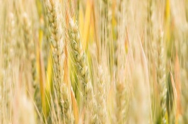 立夏农事有哪些，立夏的农事有种植水稻