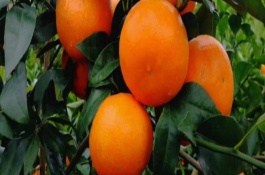 沃柑一斤多少钱，沃柑种植前景分析