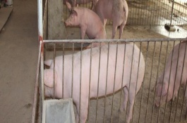 冬青树养殖方法及注意事项