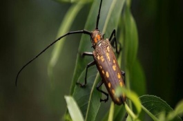 杀天牛有效的农药有哪些，农药杀天牛的具体方法和时间