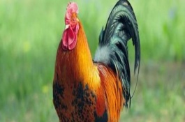 鹧鸪养殖技术，育雏期饲养