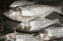 鲢鱼活鱼养殖的合理密度是多少，白鲢活鱼的养殖技术