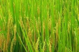 广东19香水稻品种特征特性，广东19香水稻品种介绍