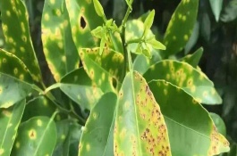 铜制剂杀菌剂有哪些，铜制杀菌剂的使用注意事项