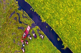 白露农事安排，经济作物农事