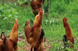 鸡输卵管炎特效药，特效药用法用量