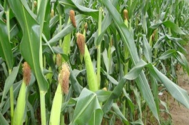 吉农大26品种介绍，抗病性和品质