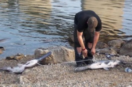 鸭嘴鱼一斤多少钱，鸭嘴鱼多少钱一斤