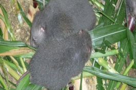 竹鼠精料最佳配方，竹鼠常见的饲料配方有玉米粉