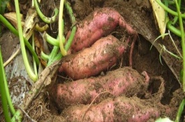 济薯25品种介绍，济薯25特征特性