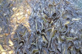 泥鳅养殖中喜欢吃什么，泥鳅养殖投喂的技巧