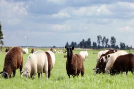 养什么肉鸭品种好，北京鸭是著名的优良肉鸭