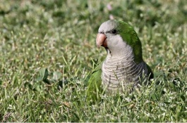 夏天和尚鹦鹉怎么养，精简回答和尚鹦鹉到了夏天