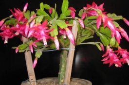 蟹爪兰养殖方法及注意事项，蟹爪兰的嫁接技术