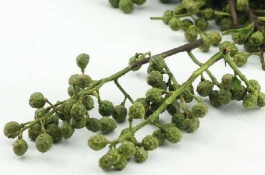 介绍青椒的产地和品种，金阳青花椒