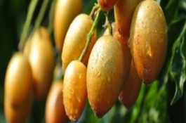 黄皮果一斤多少钱，黄皮果种植前景分析