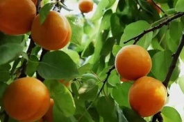 圣女果的价格是多少，圣女果种植赚钱吗