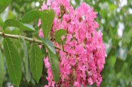 怎样养盆栽紫薇花，紫薇花的繁殖方法