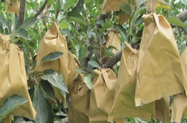 桃苹果苗的价格是多少，水蜜桃苹果种植前景分析