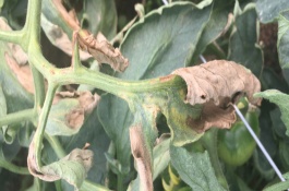 络氨铜防治哪些病害，络氨铜防治细菌