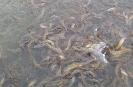 一亩大棚养泥鳅要多少钱，饲料以及药品成本