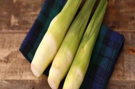 水竹种植的技术要点是什么