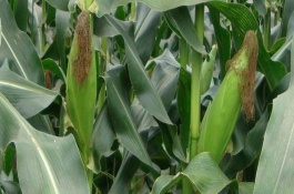 武汉有哪些优质土特产