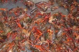 高效稻田养殖技术，适时放种提高成活率