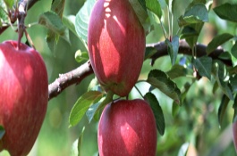 樱桃今天的价格是多少，樱桃种植前景分析