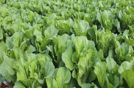 苯醚甲环唑会抑制生长，苯醚甲环唑使用注意事项