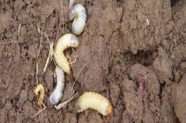 蛴螬怎么能杀光，药剂处理土壤