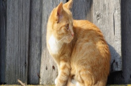 怎样养布偶猫才好，布偶猫怎么养才好