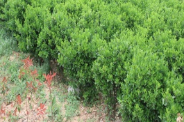 突尼斯软籽石榴种植前景分析，突尼斯软籽石榴种植前景分析