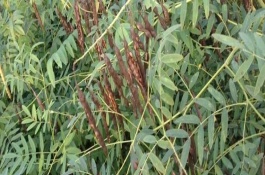 常见的中草药有哪些，决明子可以降低血脂血压