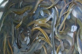 泥鳅养殖的成本和利润是多少，需求量逐年上升