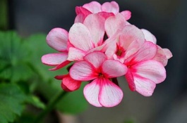 香叶天竺葵养殖方法，香叶天竺葵繁殖方法