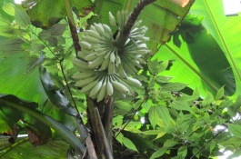 广东揭阳有哪些特产