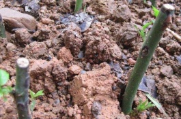 青脆李树苗批发价多少，青脆李树苗种植前景