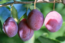 在农村养牛好吗，小编有一个朋友