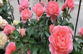 大花月季苗的价格是多少，大花月季小苗价格多少钱一棵