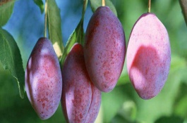 蜂糖李子苗的批发价是多少，蜂糖李种植前景