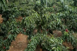 樱桃的主要产地在哪里，好吃的车厘子品种