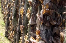 白毛木耳一斤多少钱，白毛木耳多少钱一斤