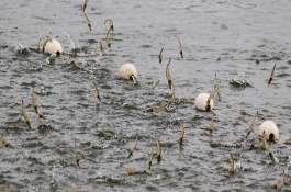 常见虾饲料配方，常见虾饲料配方