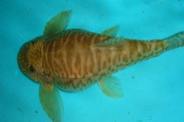 沙塘鳢养殖喂什么饲料，沙塘鳢养殖技术