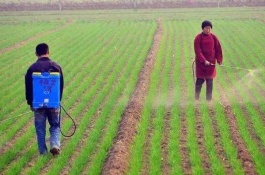 山东高产小麦品种介绍