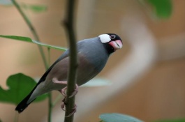 夏天灰鸟怎么养，精简回答灰文鸟夏季要防晒