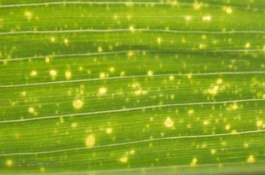 介绍优质花生品种，高油酸花生适宜种植区域