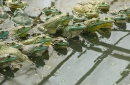 龙虾网箱养殖技术，放养前的准备池塘要有良好的进